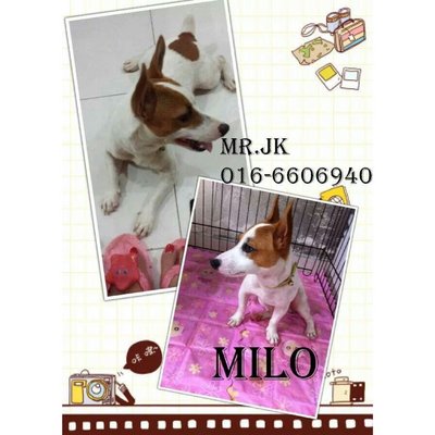 Milo - Jack Russell Terrier Dog