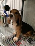 Beagle Male - Beagle Dog