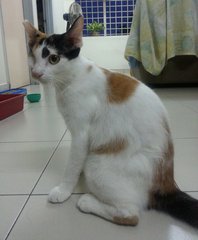 PF53954 - Domestic Short Hair Cat
