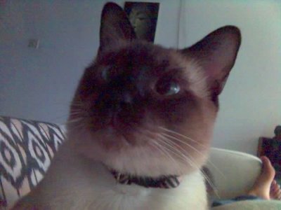 Iggy - Siamese + Domestic Short Hair Cat
