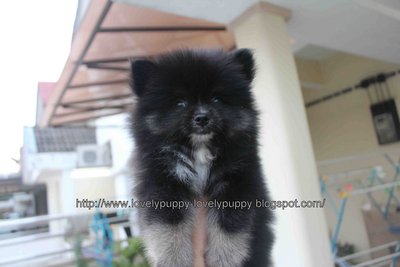 Black Tan Pomeranian With Mka - Pomeranian Dog