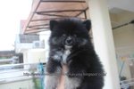 Black Tan Pomeranian With Mka - Pomeranian Dog