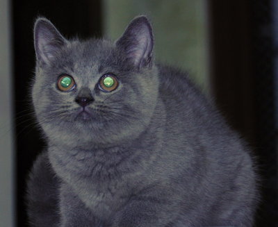 British Short Hair - British Shorthair Cat