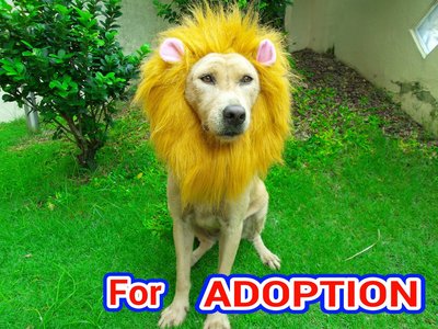 Lion Dog In Training - Mixed Breed Dog