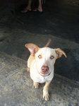 Toby For Adoption - Mixed Breed Dog