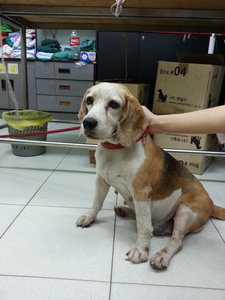 Opi - Beagle Dog