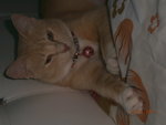 Close up of Oyen latest pic-new red collar n big pink bell