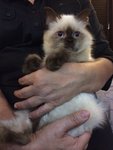 Brownie / Prince  - Birman + Ragdoll Cat