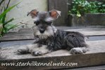 Min.schnauzer Puppy With Mka (M7) - Schnauzer Dog