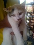 Tompok - Domestic Medium Hair Cat
