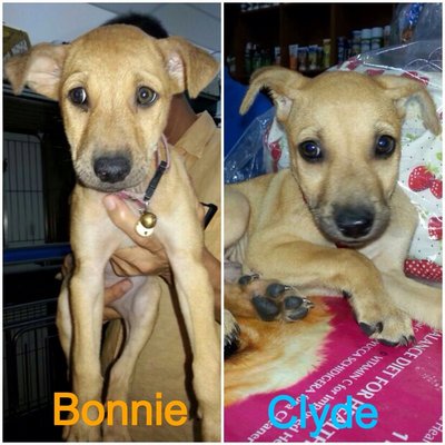 Bonnie And Clyde - Mixed Breed Dog