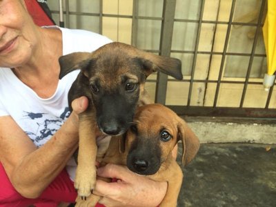 Zahara And Atlas - Mixed Breed Dog