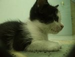 PF54456 - Domestic Short Hair Cat