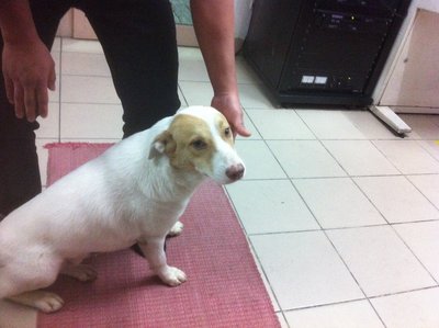 Dog Found - Persiaran Hampshire, Kl - Mixed Breed Dog