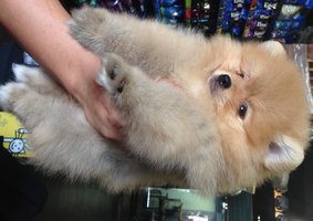 pomeranian boo price pomeranian puppy sold 4 years 2 months pomeranian boo type pom from klang pomeranian boo price pomeranian puppy sold 4 years 2 months pomeranian boo type pom from klang