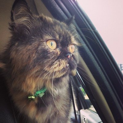 Bree - Persian Cat