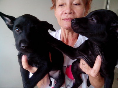  3 Black Cuties - Mixed Breed Dog