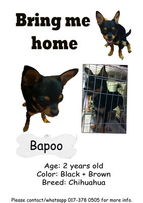 Bapoo - Chihuahua Dog
