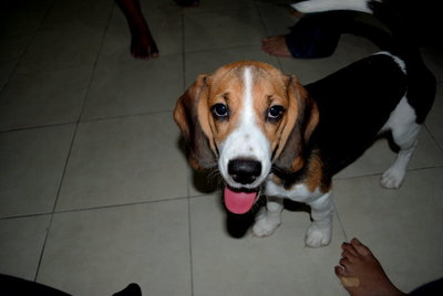 Chicca - Beagle Dog