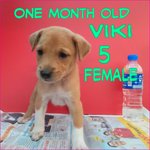 Viki 05 - Mixed Breed Dog
