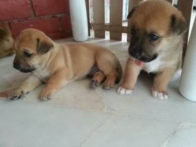 Adopted!. - Mixed Breed Dog