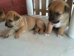 Looking For A Good Home - 2 Puppies!!