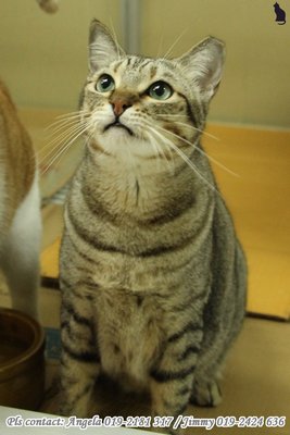 ★  Angela - Bi-Bi (♀) ★ - Domestic Short Hair Cat