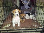 5 Dumped Pups - Mixed Breed Dog
