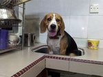Boi - Beagle Dog