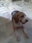 Boi - Beagle Dog