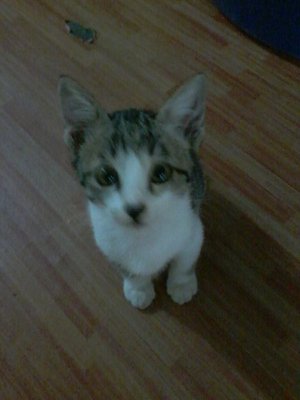 Abam - Domestic Short Hair Cat
