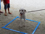 She recently competed in an agility challenge & won the prize for standing in the square the longest