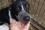  Black Beauty &amp; Dot Dot  - Mixed Breed Dog