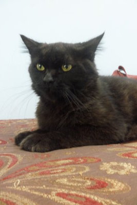 Blackie - Persian Cat