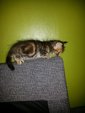 Cocido - Bengal + American Shorthair Cat
