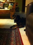 Sable - Belgian Shepherd Malinois + Rottweiler Dog