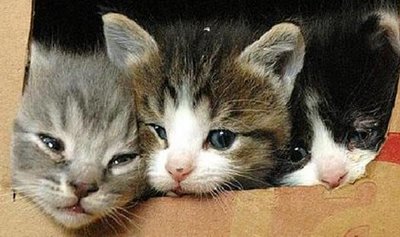Kittens In A Box At Asia Jaya Lrt - Domestic Short Hair Cat