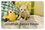 Male Kitten 2 for adoption with Natasha