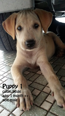  5 Puppies - Mixed Breed Dog