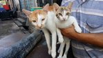 Hong Chai And Rosy - Domestic Medium Hair Cat