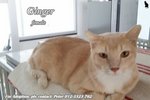 (Adopted) Peter - Ginger (♀) - Domestic Short Hair Cat