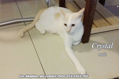 (Adopted) Peter - Crystal  (♂) - Domestic Short Hair Cat