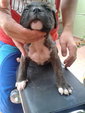 American Bully Puppy - Pit Bull Terrier + American Staffordshire Terrier Dog