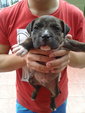 American Bully Puppy - Pit Bull Terrier + American Staffordshire Terrier Dog