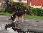 Buster - The Mini German Shepherd - German Shepherd Dog Mix Dog