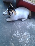 Calico, Oyen &amp; Polar Bear - Siamese + Tabby Cat