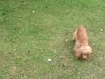 Beth - English Cocker Spaniel Dog