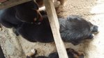 3 Puppies  - Mixed Breed Dog