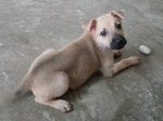 Mocha In Kepong - Mixed Breed Dog
