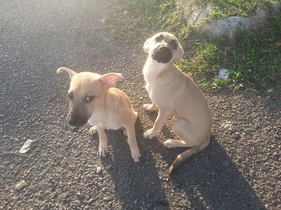 Mocha In Kepong - Mixed Breed Dog